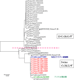 AH1pdm09ウイルスのHA遺伝子系統樹